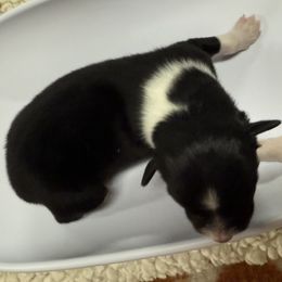Australian Shepherd Puppies from francoise Long