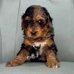 Tweed - Blue merle male Assorted Doodle Crosses puppy in Lake Charles, Louisiana from Brandi’s Southern Doodles & Poodles, LLC