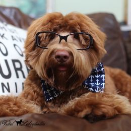 Australian Labradoodles from Noble Vestal Labradoodles