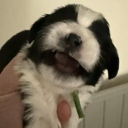 Boy 2 - male Shih Tzu puppy in Ellicott City, Maryland from Dr. Dmitriy Kurenbin PURE SHIH TZU Puppies