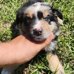 Zatch - Blue merle male Miniature Australian Shepherd puppy in Lakeland, Florida from Sunshine Mini Aussies