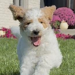 Goldendoodles from Deszy’s Goldendoodle Pups