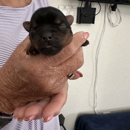 Yorkshire Terrier Puppies from Elizabeth's Yorkies
