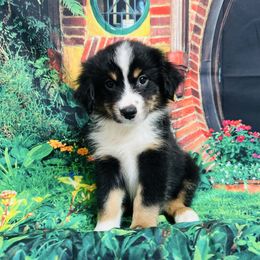 Thorin Oakenshield - Black tri male Miniature American Shepherd puppy in Olympia, Washington from Shamayim Shepherds