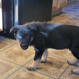 German Shepherd Puppies from Levesques German Shepherds