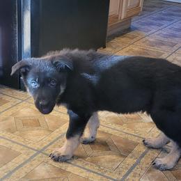 German Shepherd Puppies from Levesques German Shepherds