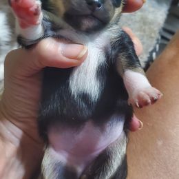 Girl 1 - Black and tan female Chihuahua puppy in Oklahoma City, Oklahoma from Teacup Chihuahuas and Friends
