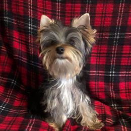 Joey - Black and tan male Yorkshire Terrier puppy in Phil Campbell, Alabama from MagnoliaYorkies