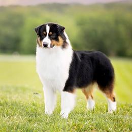 CH Riverlook Worth The Drama ATT - Australian Shepherd