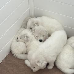 Girl 1 - White Samoyed puppy in Phoenix, Arizona from Diamond Star Samoyeds