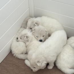 Girl 1 - White Samoyed puppy in Phoenix, Arizona from Diamond Star Samoyeds