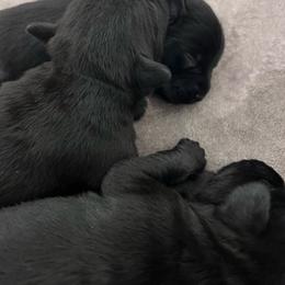 Boy 2 - Black male Miniature Schnauzer puppy in Springfield, Tennessee from My Lovable Schnauzers