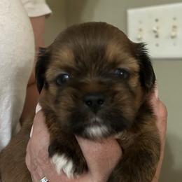 Black - Golden male Lhasa Apso puppy in Greensboro, North Carolina from Koenigplatz Kennel