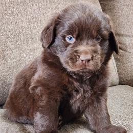 Hazel (pink) - Brown female Newfoundland puppy in Bernville, Pennsylvania from Mufasa's Pride (Newfoundland breeder)
