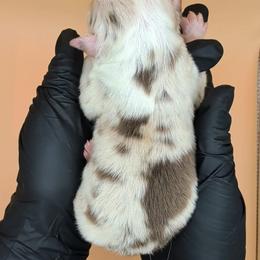 Jasmine3Girl2- RMF,NBT, blue eyes likely, CHIC-OFA-DNA-AKC Titled Parents - Red merle female Australian Shepherd puppy in South Hill, Virginia from Silverside Aussies LLC