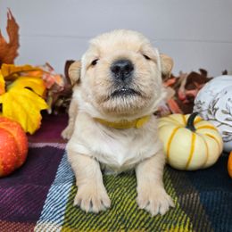 Puppy 2 - Wheaten male Scottish Terrier puppy in San Tan Valley, Arizona from For the love of Scotties