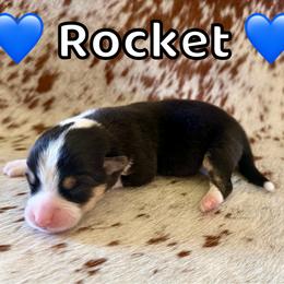 Rocket - Black and tan male Pembroke Welsh Corgi puppy in Corning, California from C.H. Pembroke Corgis