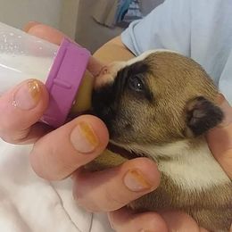 French Bulldog Puppies from Friendly Acres French Bulldogs