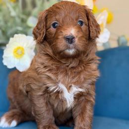 Mazda - Red  female Goldendoodle puppy in Yuciapa, California from AlltheDoodlez_