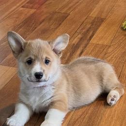 Boy 2 - White and red male Pembroke Welsh Corgi puppy in Athens, Alabama from Southern Sass Corgis