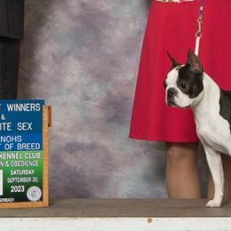 Boston Terrier All Grown Up from Bindy's Boston Terriers