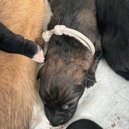 Silver Male - Sable male German Shepherd puppy in Saratoga Springs, Utah from Vom Stille Teufelshunde Kennels
