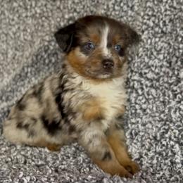 Dumplin - Blue merle male Miniature Australian Shepherd puppy in Michie, Tennessee from Acton Aussies