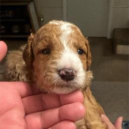 Boy 4 - Red  male Goldendoodle puppy in West Frankfort, Illinois from Griffinstead Doodles
