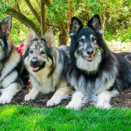 Shiloh Shepherds from Spirit Wind Shilohs