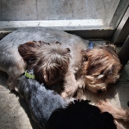 Camden - Parti male Yorkshire Terrier puppy in Jacksonville, Arkansas from Royal Yorkie Terrier