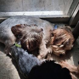 Camden - Parti male Yorkshire Terrier puppy in Jacksonville, Arkansas from Royal Yorkie Terrier
