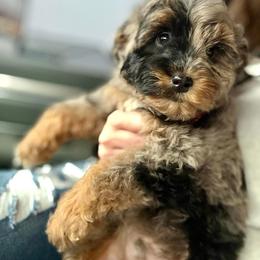 Aussiedoodle and Miniature Schnauzer Puppies from Southern Paws Kennels