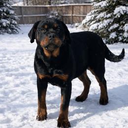 Greta - Black and mahogany female Rottweiler puppy in Industry, Illinois from KDKs Kennels