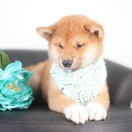 Noboru - Red male Shiba Inu puppy in Neosho, Missouri from Sunny Terrace Shibas