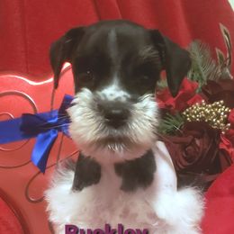 Miniature Schnauzer Puppies from Mountain View Schnauzers