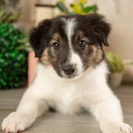 Atlas - Black and white male Border Collie puppy in Conway, Missouri from 2J 2K Border Collies | Maremma Sheepdogs
