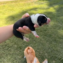 Junior - Black and tan male Pembroke Welsh Corgi puppy in Merced, California from G.G.'s Corgis