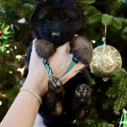 Genevieve - Black and red female German Shepherd puppy in Canton, Texas from WILDWOOD GERMAN SHEPHERDS