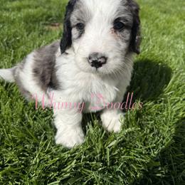 Orion - Blue merle male Bernedoodle puppy in Omaha, Nebraska from Whimsy Doodles