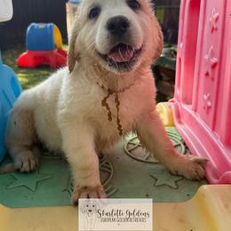 RE- a drop of golden sun (yellow) - Light golden female Golden Retriever puppy in Argyle, Texas from Skarlotte Goldens, LLC