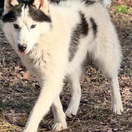 Ulysses - Black and white male Siberian Husky puppy in Mechanicsville, Virginia from Shinko Siberians