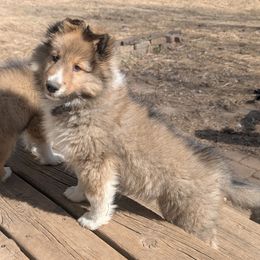 Shetland Sheepdog Puppies from Arrowwood Acres