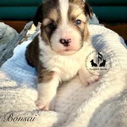 Bonsai Full Fluffy With A Tail - Sable male Pembroke Welsh Corgi puppy in Casper, Wyoming from Flying Note Shorties