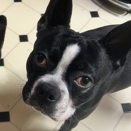 Atlas - Boston Terrier