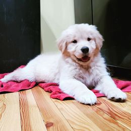 Golden Retriever Puppies from DoubleTake Goldens