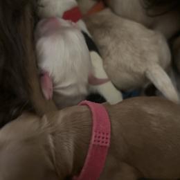 Cockapoo Puppies from Puppy Garden