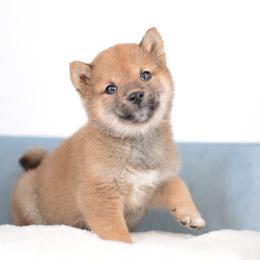 Tarou - Red male Shiba Inu puppy in Neosho, Missouri from Sunny Terrace Shibas