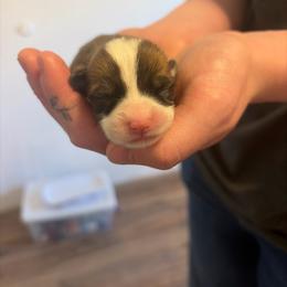 Girl 1 - Red female Pembroke Welsh Corgi puppy in Chubbuck, Idaho from Sunny J Corgis and Mini Americans