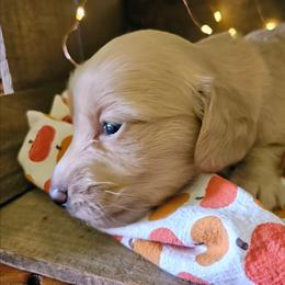 Dolly Parton - Cream female Dachshund puppy in Mayport, Pennsylvania from Debbie's Dachshunds