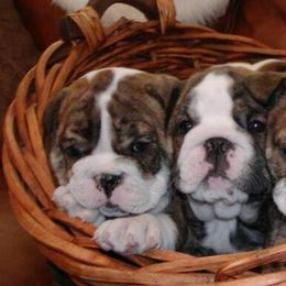 Bulldogs and French Bulldogs from Jagster’s Bulldogs